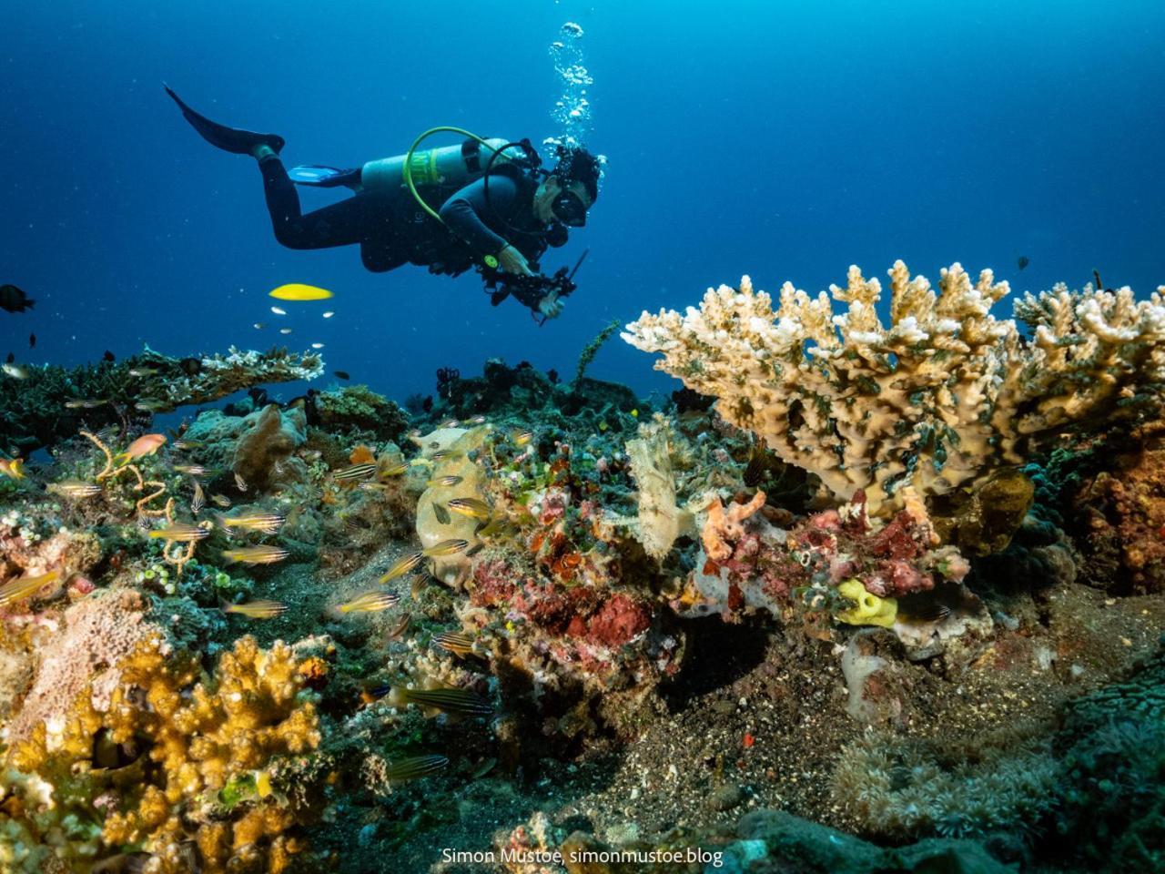 Teluk Karang Dive & Spa Resort Tejakula Dış mekan fotoğraf