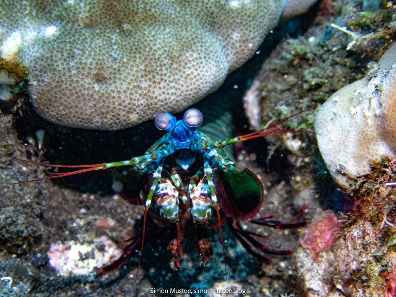 Teluk Karang Dive & Spa Resort Tejakula Dış mekan fotoğraf