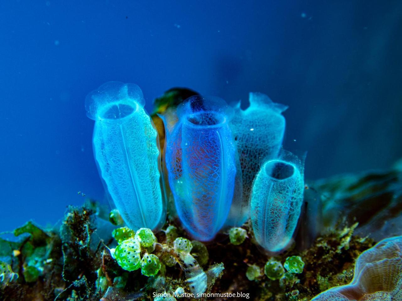 Teluk Karang Dive & Spa Resort Tejakula Dış mekan fotoğraf