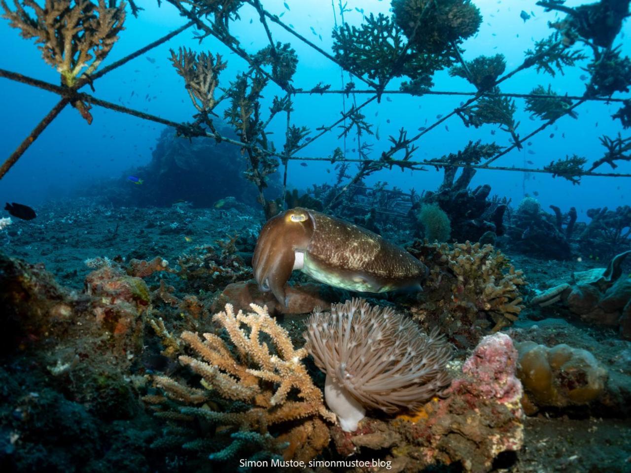 Teluk Karang Dive & Spa Resort Tejakula Dış mekan fotoğraf